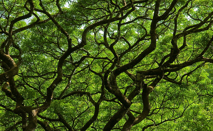 Natural Roof, green leafed plant, Nature, Forests, tree, hawaii, waimea valley, green tree, natural roof, usa, HD wallpaper