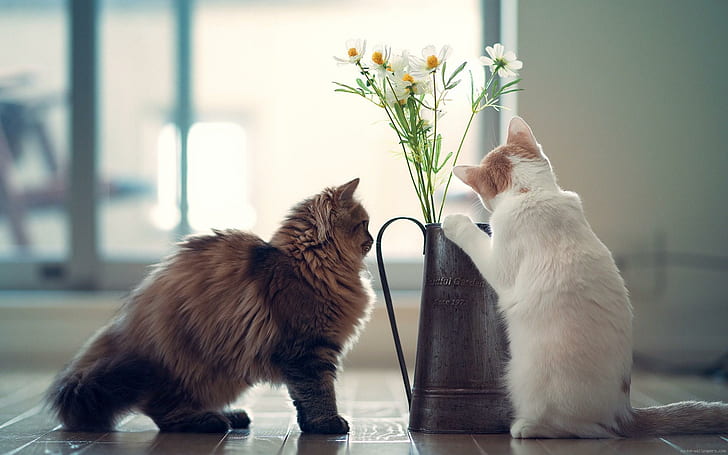 Sweet cats looking at a small flower pot, 2 medium fur cat, cat, animal, flower, HD wallpaper