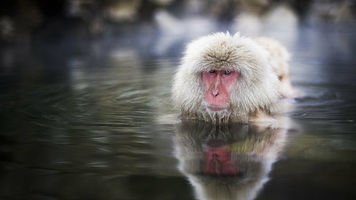 animals, japanese, macaque, monkey, snow, water, HD wallpaper