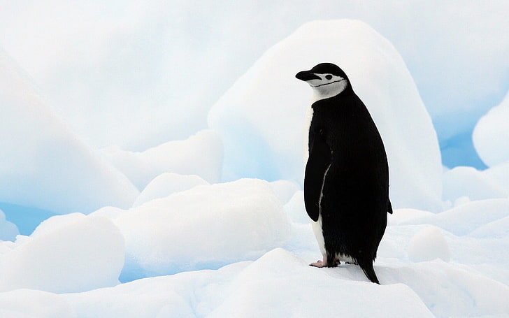 ice, Antarctica, Antarctic penguin, HD wallpaper
