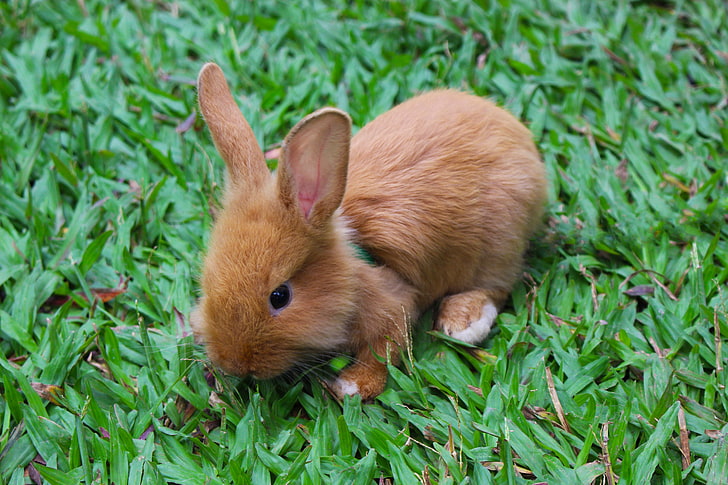 coniglio marrone, coniglio, decorativo, piccolo, Sfondo HD