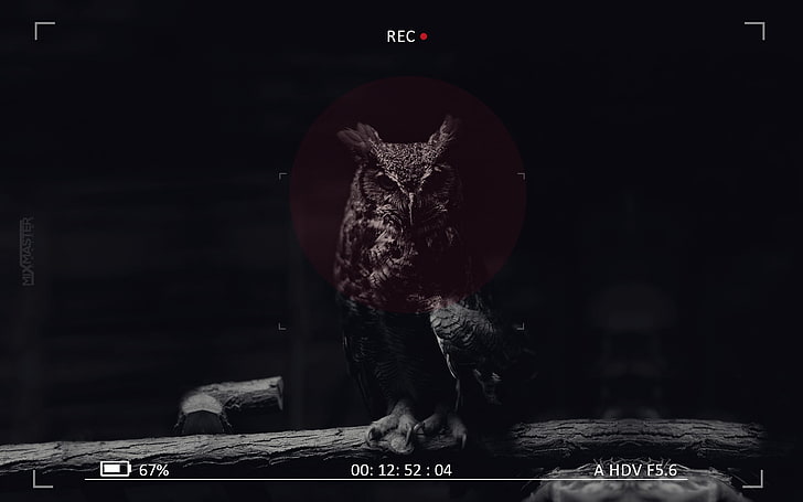 black owl screenshot, camera, owl, digital art, animals, birds, HD wallpaper
