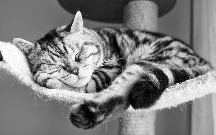 grayscale of tabby cat, cat, lying down, sleeping, striped, black and white, HD wallpaper