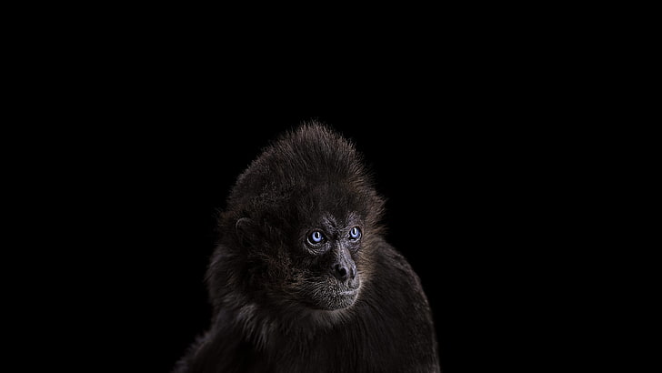 black monkey, photography, mammals, monkey, simple background, blue eyes, HD wallpaper