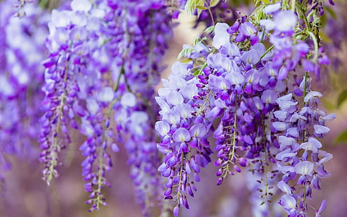 Wisteria, vara, ungu, bunga, musim panas, glicina, Wallpaper HD HD wallpaper