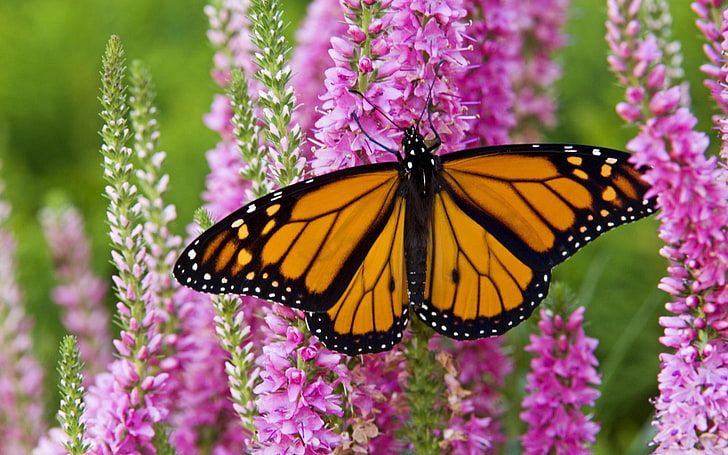 Monarch Butterfly Eastern North American Population Of Monarch Is Famous For Its Annual South Late Summer  Autumn Migration From The United States And Southern Canada To Mexico, HD wallpaper