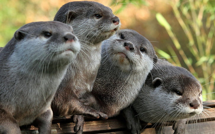 Four Otters, four animals, Otter, otters, four, gray look, s, HD wallpaper