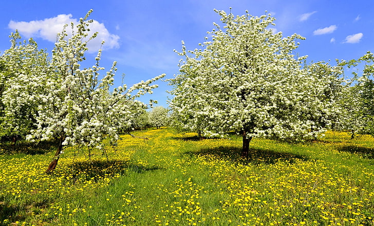 Bunga, Mekar, Dandelion, Lapangan, Rumput, Alam, Musim Semi, Pohon, Bunga Putih, Bunga Kuning, Wallpaper HD