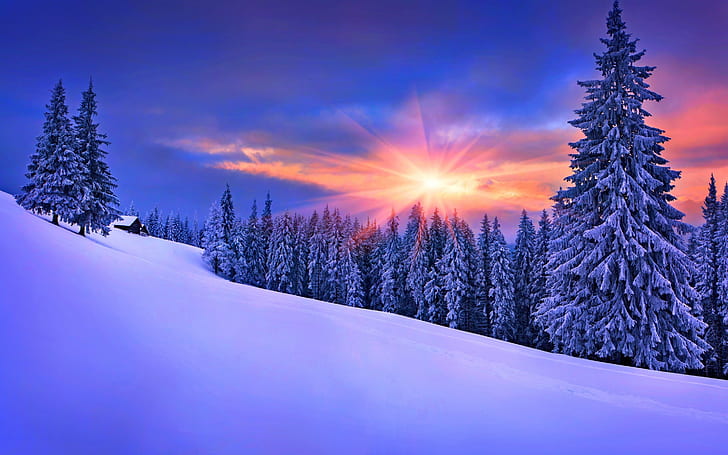 Pôr do sol de inverno atrasado, neve, árvores, floresta, pôr do sol, paisagem, HD papel de parede