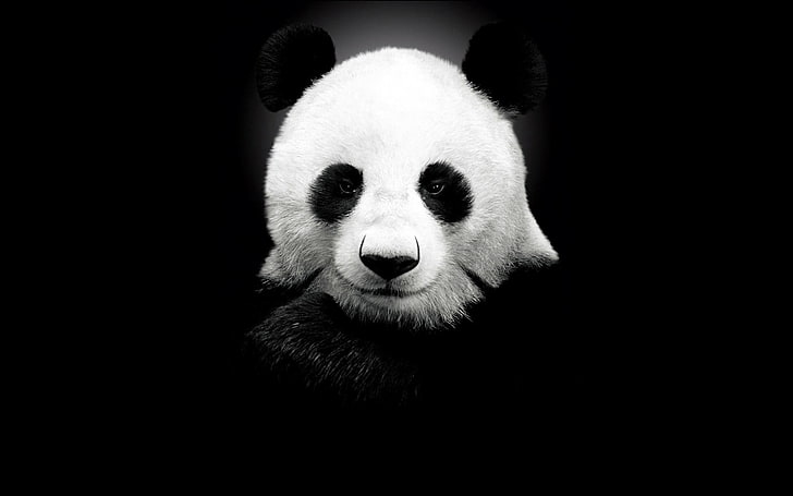 siyah ve beyaz panda, panda, siyah, tek renkli, hayvanlar, HD masaüstü duvar kağıdı