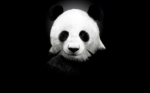 panda blanco y negro, panda, negro, monocromo, animales, Fondo de pantalla HD HD wallpaper
