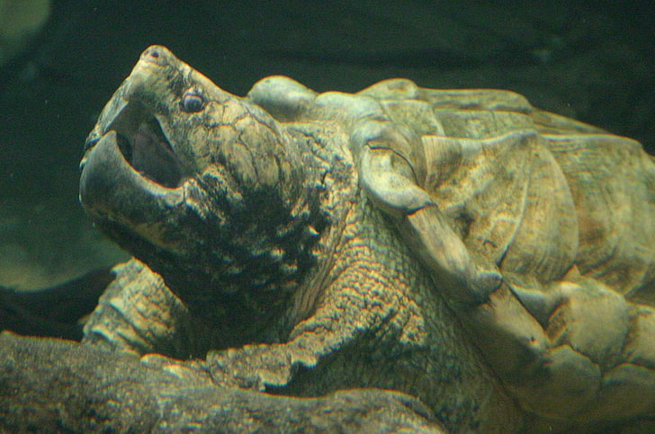 alligator snapping turtle, HD wallpaper