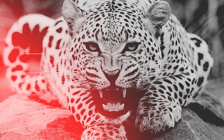 grayscale photo of Jaguar, leopard, aggression, teeth, face, HD wallpaper