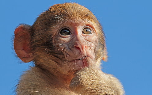 Макака обезьяна, HD обои HD wallpaper