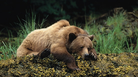 мечка, кафява мечка, сън, дива природа, диво животно, почивка, сладък, HD тапет HD wallpaper
