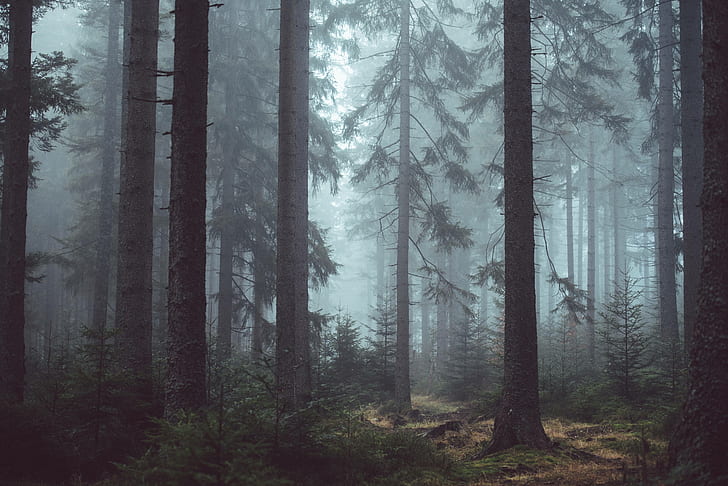 kayu, hutan, menakutkan, berkabut, pohon, misterius, Wallpaper HD