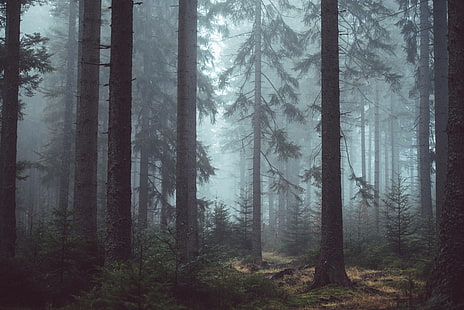 skog, skog, kuslig, dimmig, träd, mystisk, HD tapet HD wallpaper