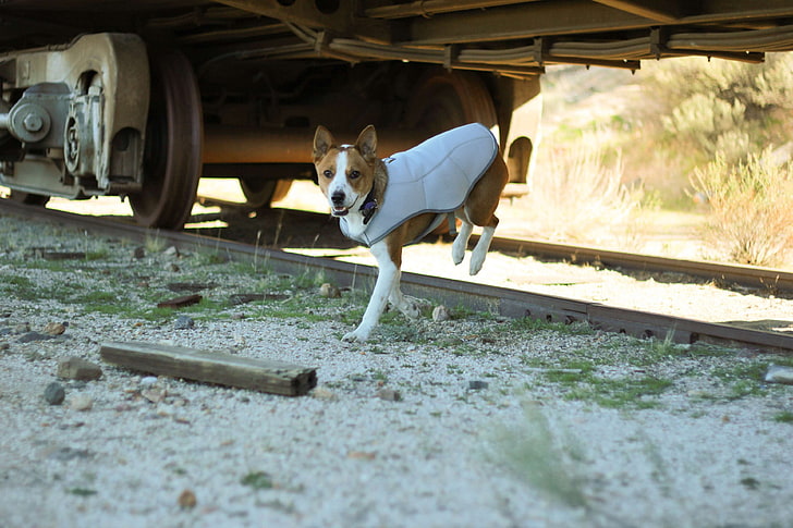 basenji, cattle dog, cooling, cute, dog, hiking, outdoors, railroad, track, train, HD wallpaper