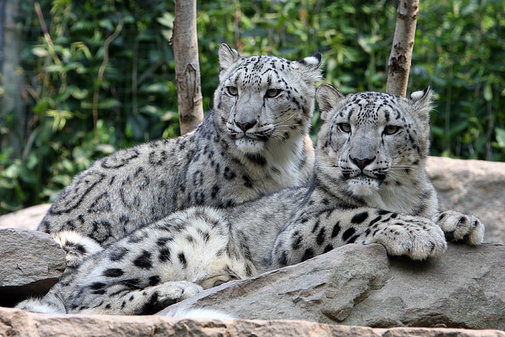 two gray-and-black leopards, cat, stones, pair, IRBIS, snow leopard, HD wallpaper