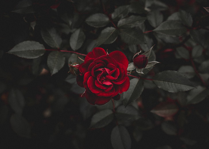 red rose, rose, red, flower, bud, HD wallpaper