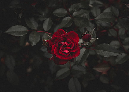 красная роза, роза, красный, цветок, бутон, HD обои HD wallpaper