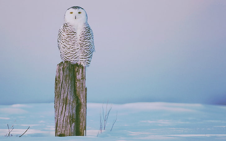 winter, owl, birds, animals, HD wallpaper