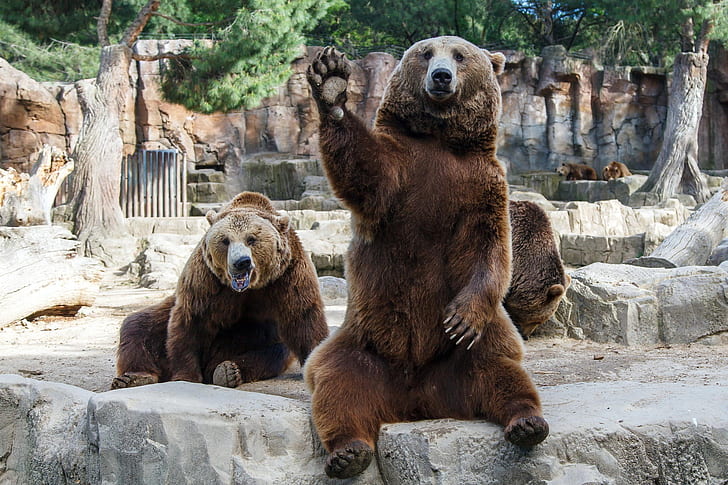 Ursos, Urso, Zoológico, predador (Animal), HD papel de parede