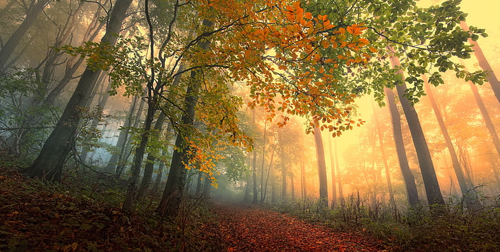 ilustração da floresta, floresta, folhas, árvores, nevoeiro, caminho, outono, HD papel de parede