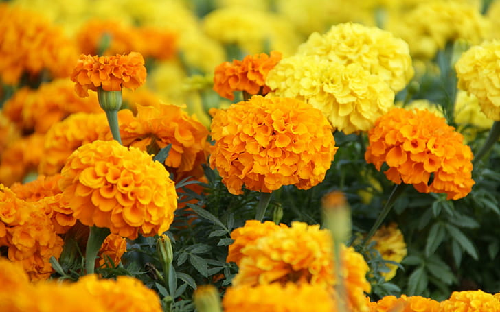 *** MARIGOLDS ***, orange and yellow petal flower, marigold, flower, nature, flowers, HD wallpaper