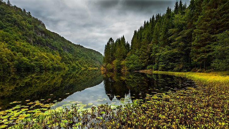 arbres verts, forêt, lac, Norvège, Osteroy, vallée de Kossdalen, d'osterøy, Fond d'écran HD