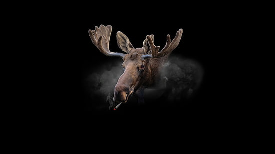 moose smoking wallpaper, moose, cannabis, smoke, red eyes, minimalism, fur, animals, humor, drugs, smoking, HD wallpaper HD wallpaper