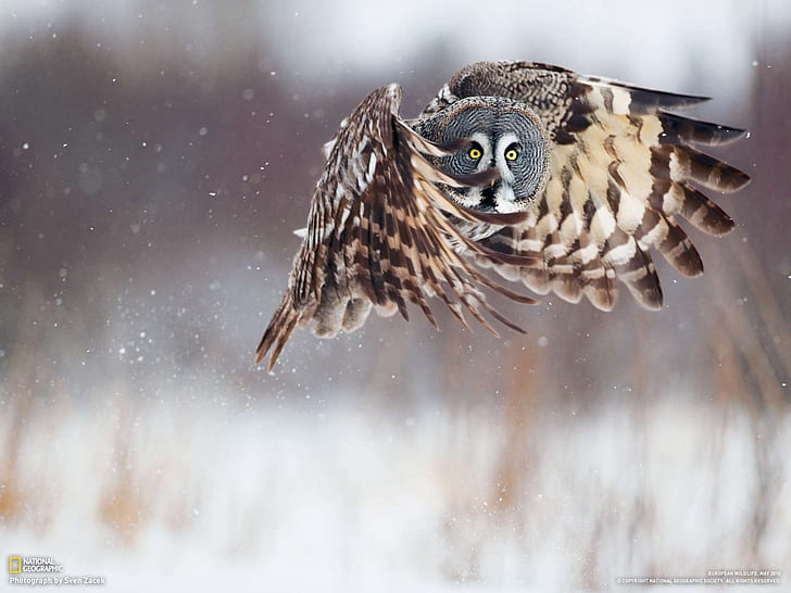 Owl in flight, Owl, Flight, HD wallpaper