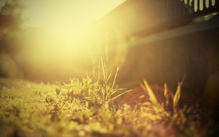 Трева Sunlight Warm Macro HD, природа, макро, слънчева светлина, трева, топло, HD тапет