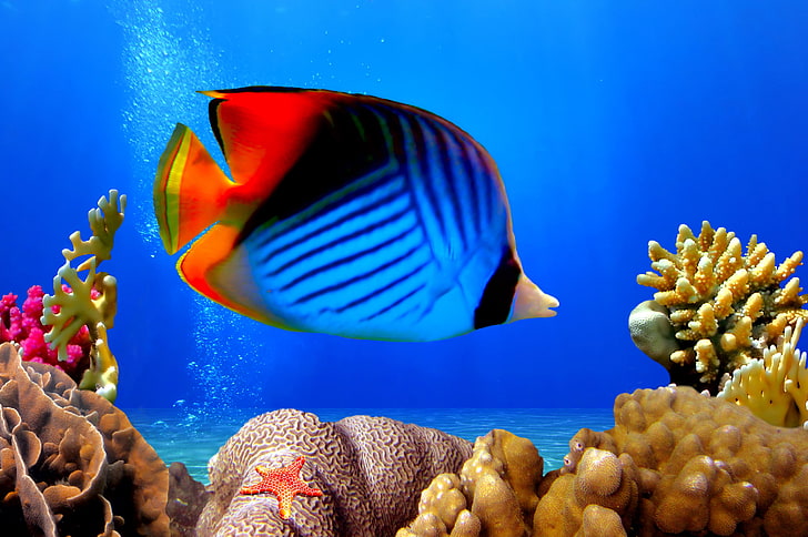 голубая, черная и красная рыба, подводный мир, подводный мир, океан, рыбы, тропический, риф, коралл, коралловый риф, HD обои