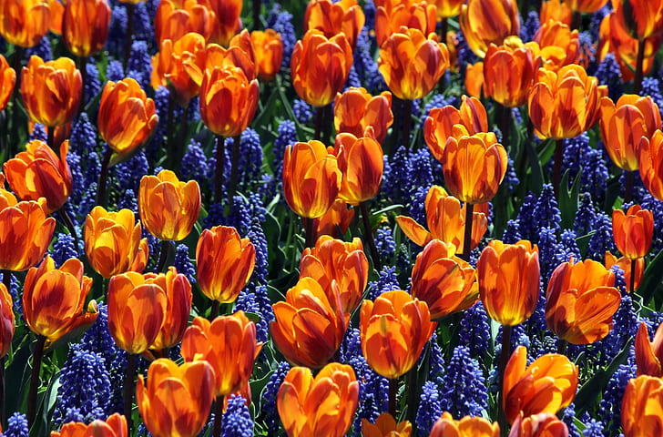 Tulipanes, Flores, Muscari, Fondo de pantalla HD