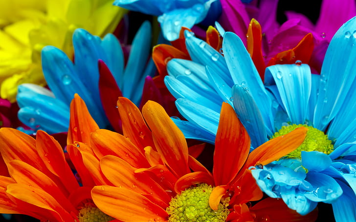 Красочные цветы герберы, оранжевые, синие и желтые цветы ромашки, герберы, HD обои