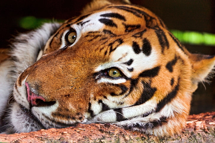 tiger, tiger, face, predator, big cat, HD wallpaper