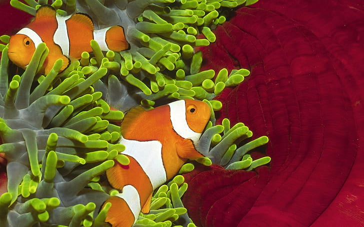 clownfish, fish, sea anemones, HD wallpaper