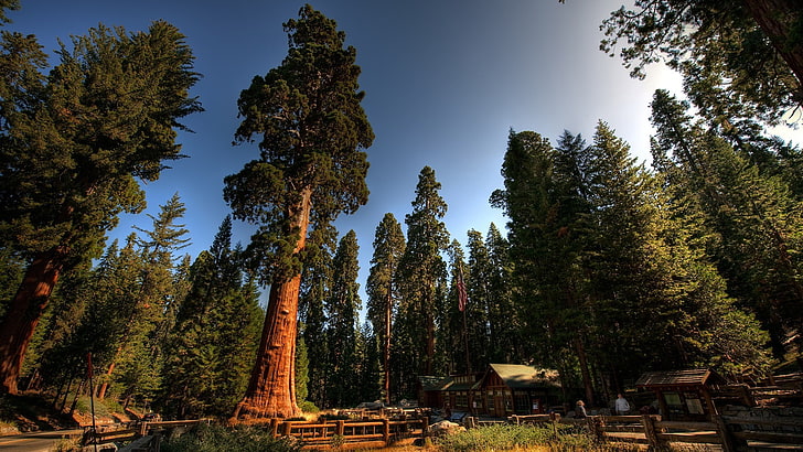 pohon, alam, sequoias, hutan, Wallpaper HD