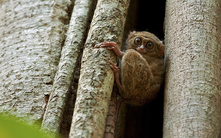 brown tarsier, tarsier, wood, sit, face, eyes, HD wallpaper