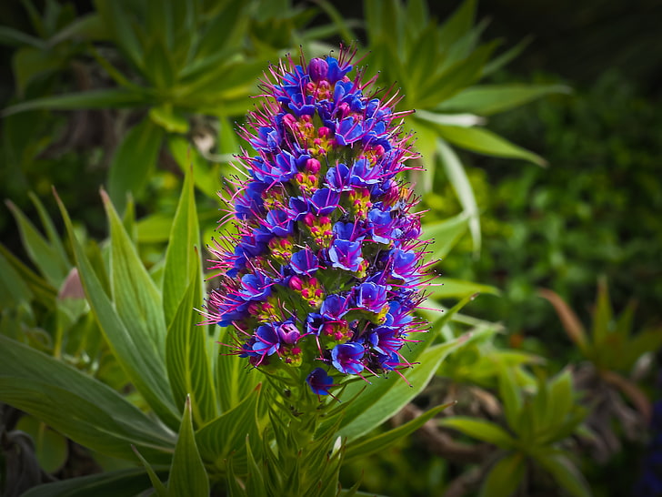 пурпурно-голубые цветы с лепестками, экзотический цветок, трава, бутон, HD обои