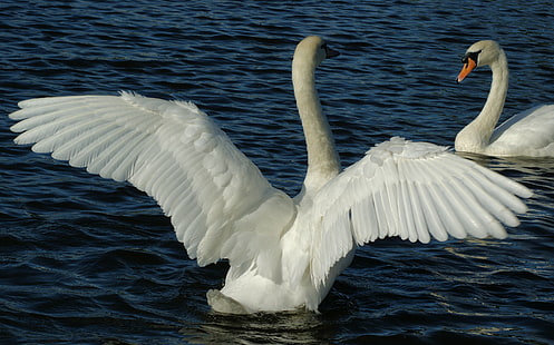 два белых лебедя, вода, птицы, пруд, крылья, перья, пара, белый, лебеди, хвост, HD обои HD wallpaper