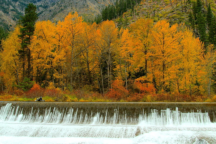 musim gugur, hutan, pohon, sungai, air terjun, aliran, ambang batas, Wallpaper HD