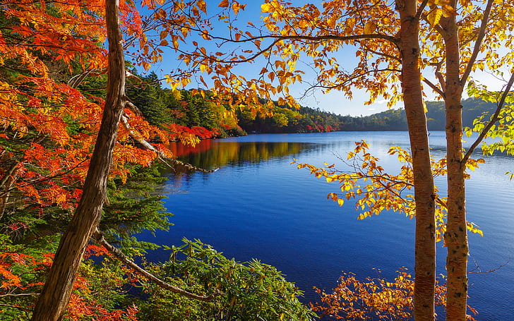 Деревья Осеннее озеро HD, озеро фото в лесу, природа, деревья, озеро, осень, HD обои