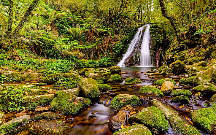 Тропически гори Гондвана Австралия Джунгла Буйна зелена растителност Камъни, покрити с мъх Зелено дърво Папрат HD тапет за работен плот 2560 × 1600, HD тапет