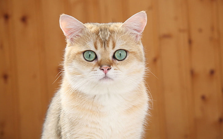 pomarańczowy pręgowany kot, rudy kot, niebieskie oczy, spojrzenie, Tapety HD