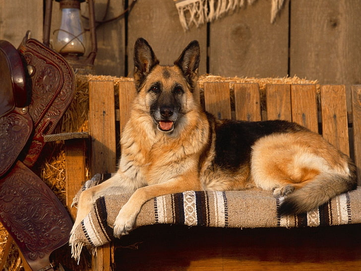 adult black and tan German shepherd, dog, German Shepherd, animals, depth of field, mammals, HD wallpaper