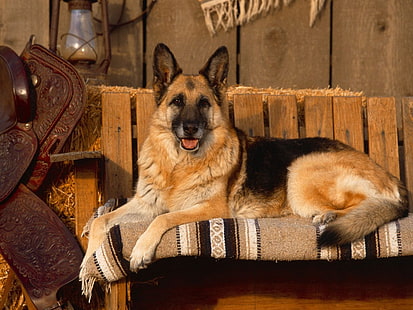 ผู้ใหญ่ดำและน้ำตาลคนเลี้ยงแกะเยอรมันสุนัขเยอรมันเชพเพิร์ดสัตว์ระยะชัดลึกเลี้ยงลูกด้วยนม, วอลล์เปเปอร์ HD HD wallpaper