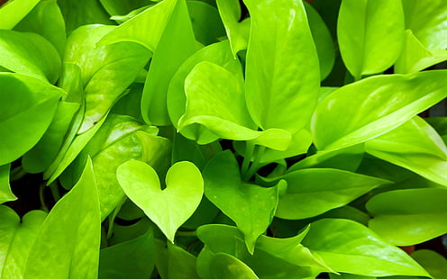 النباتات الخضراء المقربة ، pothos ، الأخضر ، النباتات ، Pothos، خلفية HD HD wallpaper
