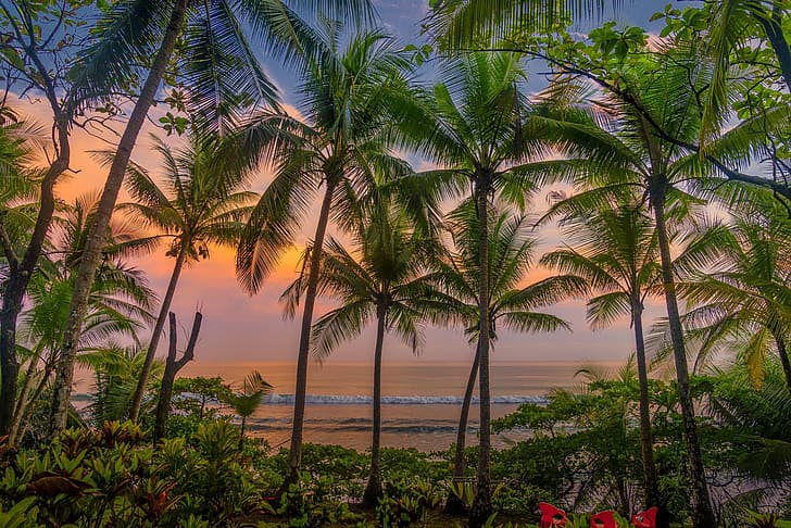 sunset, flowers, palm trees, the evening, Caribbean, Costa Rica, HD wallpaper